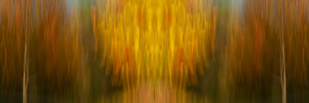 L'uomo che guarda il bosco