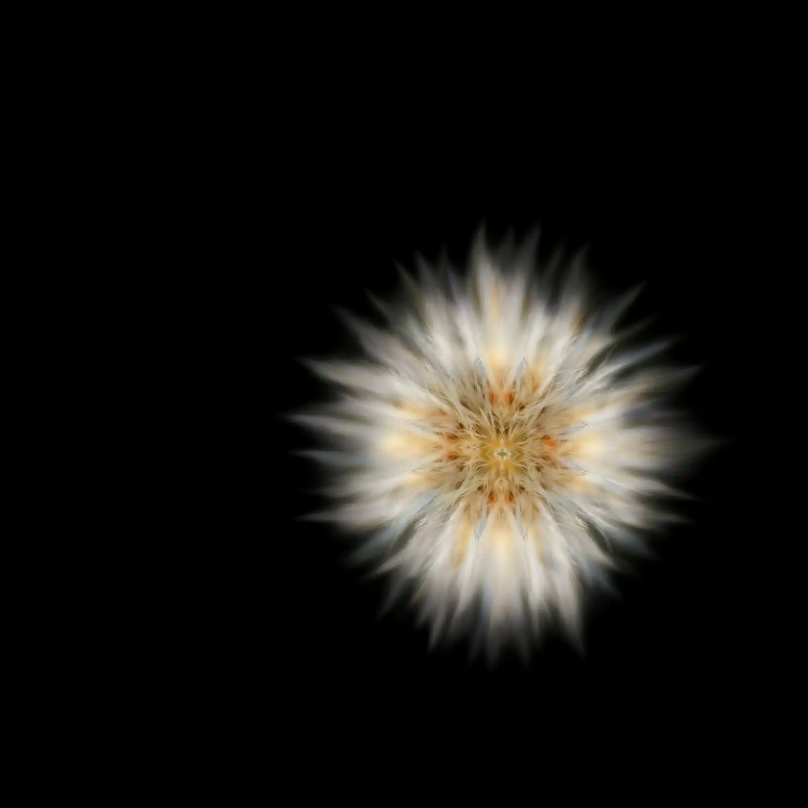 Taraxacum fruit