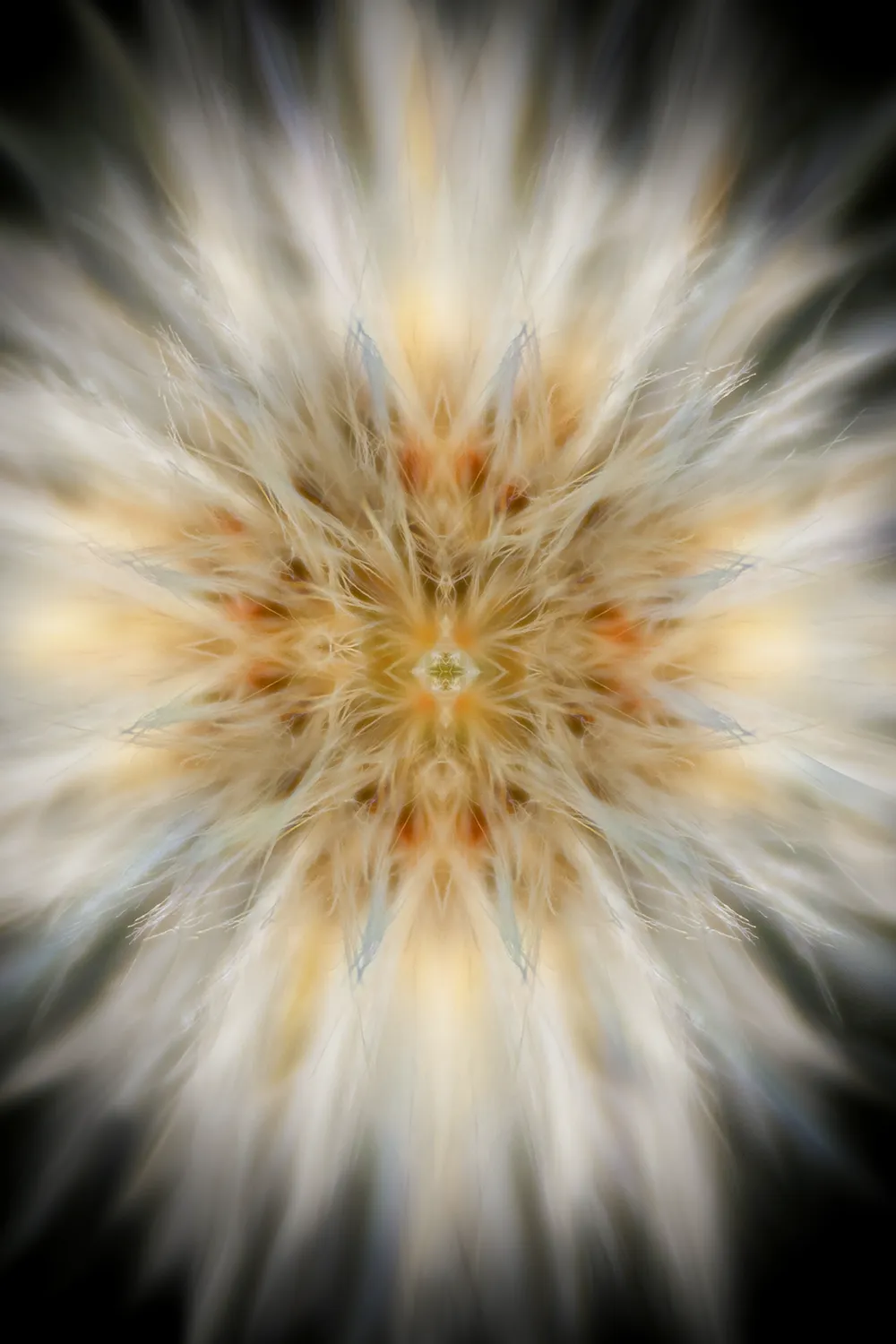 Taraxacum fruit - immagine 3