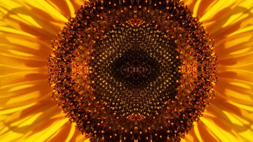 Girasole.