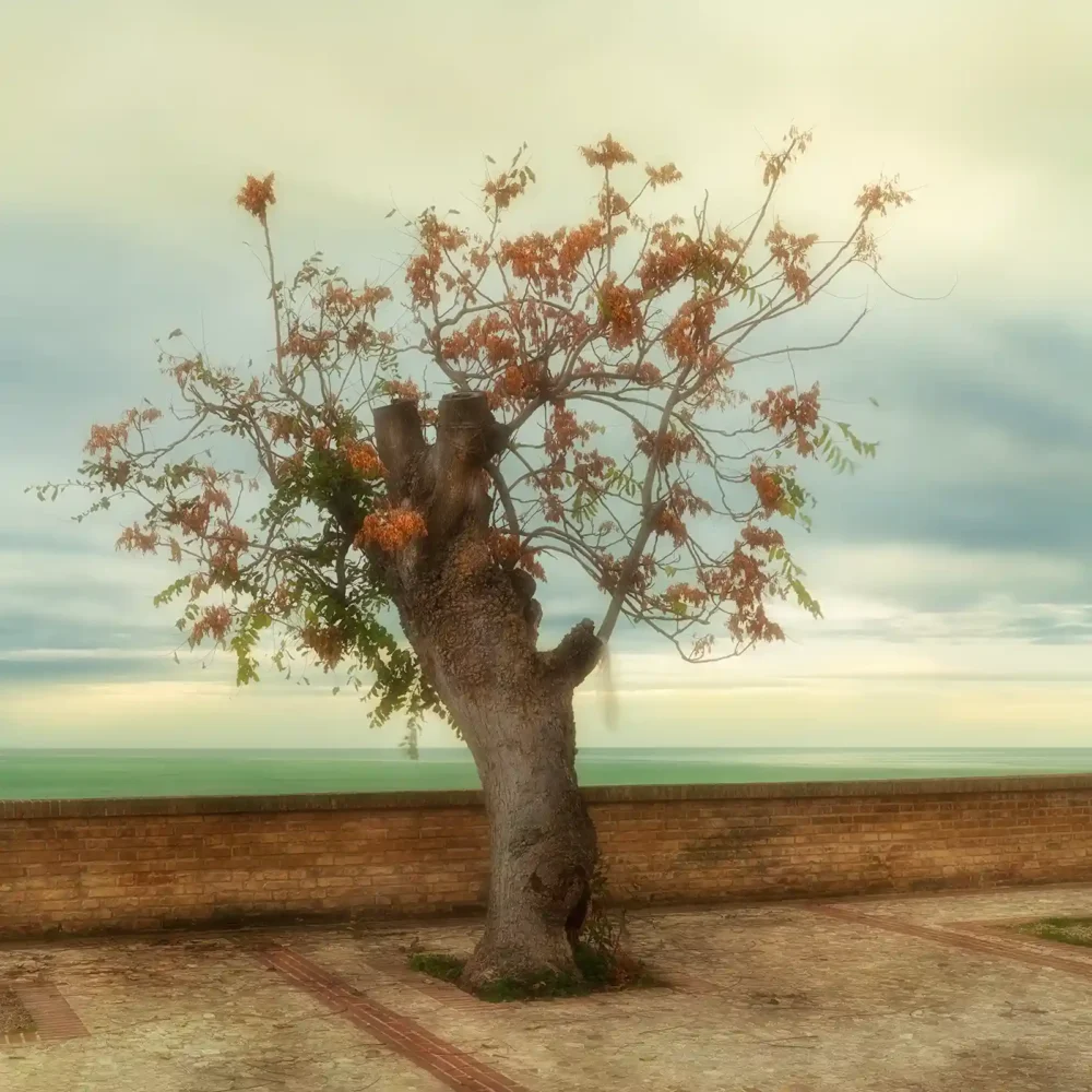 L'albero storto