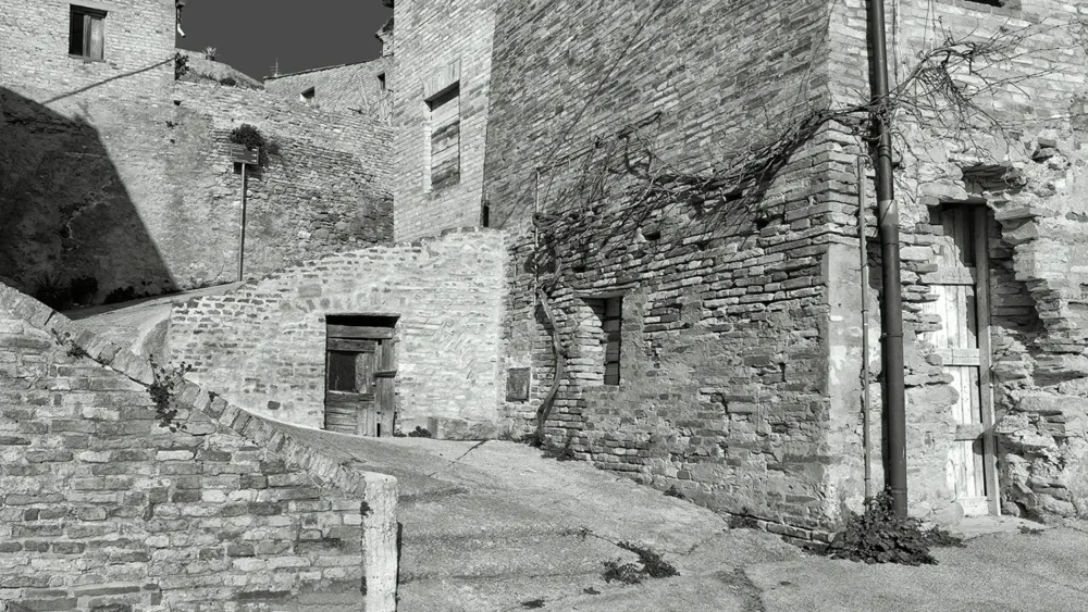 Vite appoggiata al muro