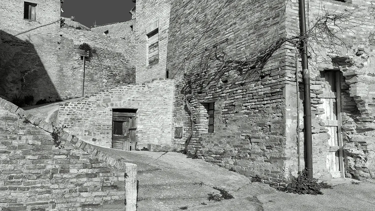 Vite appoggiata al muro